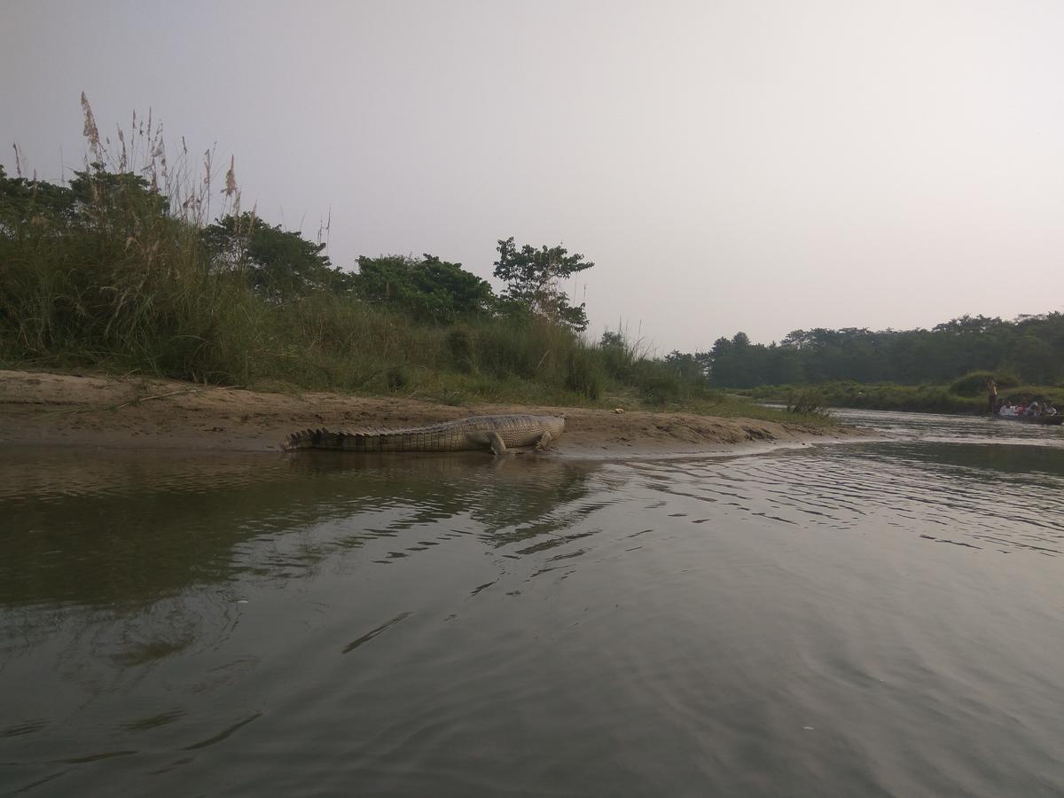Hotel Tree Tops Sauraha Zewnętrze zdjęcie